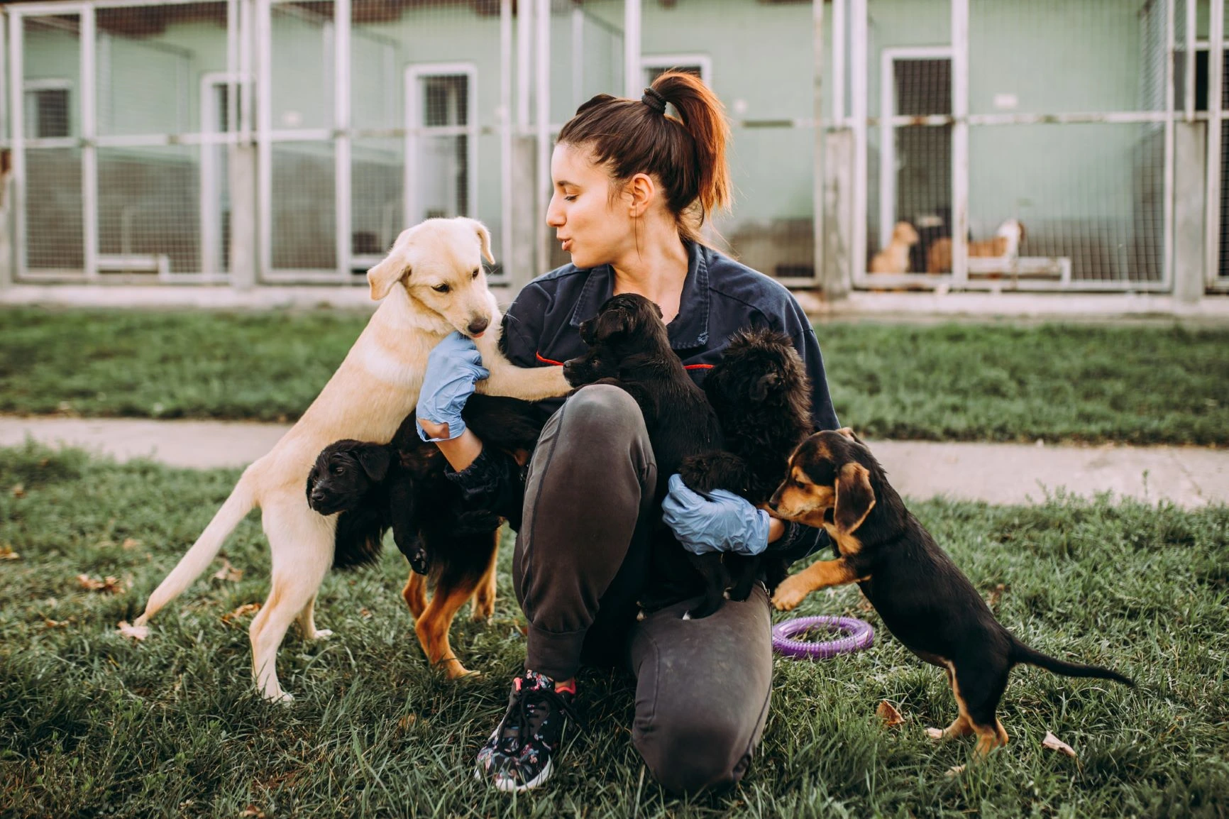 doggo daycare