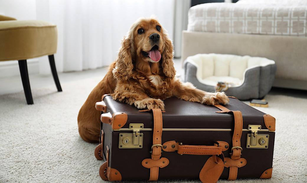 happy dog with suitcase