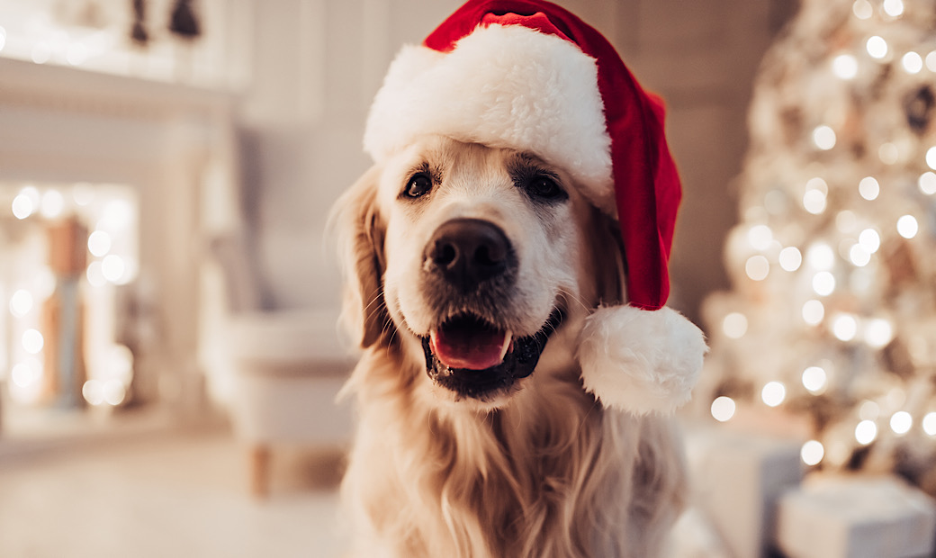 Golden retriever dog is waiting for the holiday at home.