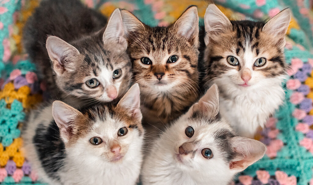 Five kittens cutely huddled together on a colorful blanket