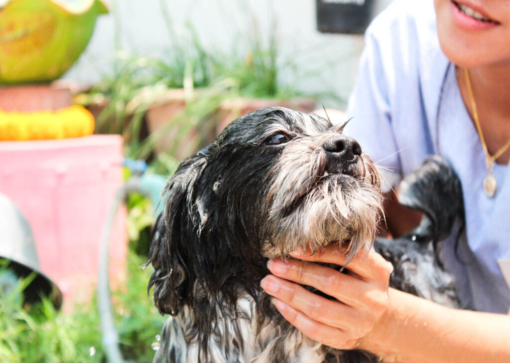 Spring Showers & Muddy Paws: Keeping Your Dog Clean After Daycare