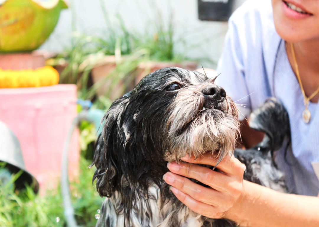 Spring Showers & Muddy Paws: Keeping Your Dog Clean After Daycare