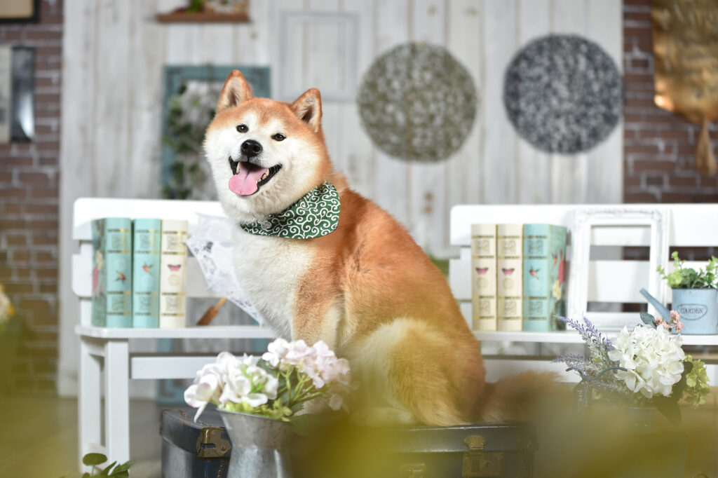 Dog Boarding for Weddings, Moves, and Life Events Near Mentor, OH 