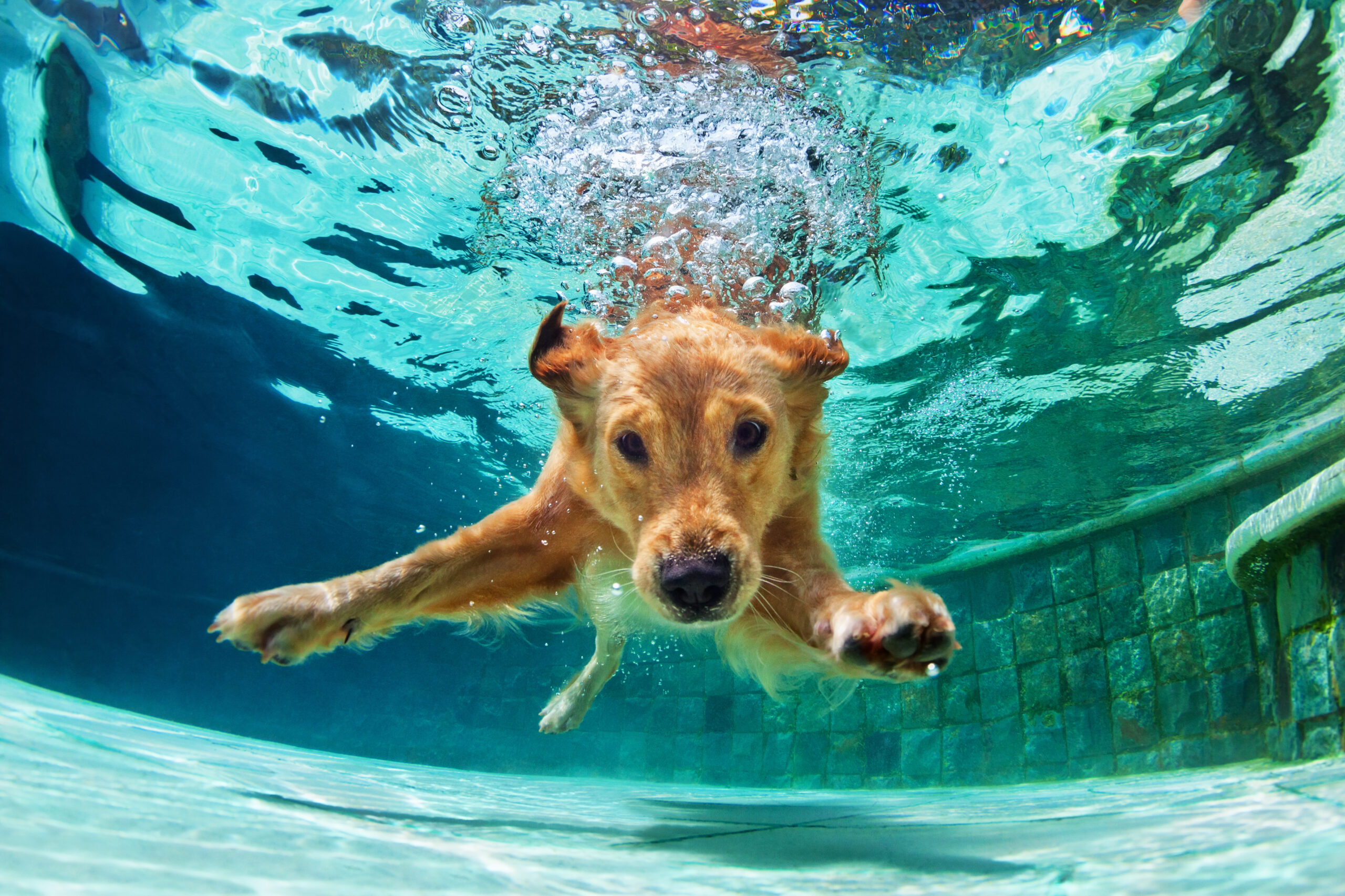 Wet and Wild: How to Introduce Your Dog to Swimming
