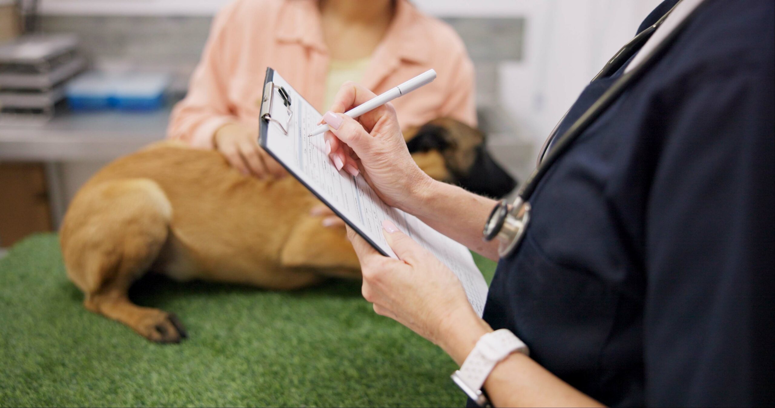 Pet Boarding Checklist: Everything to Prepare Before You Go on Vacation