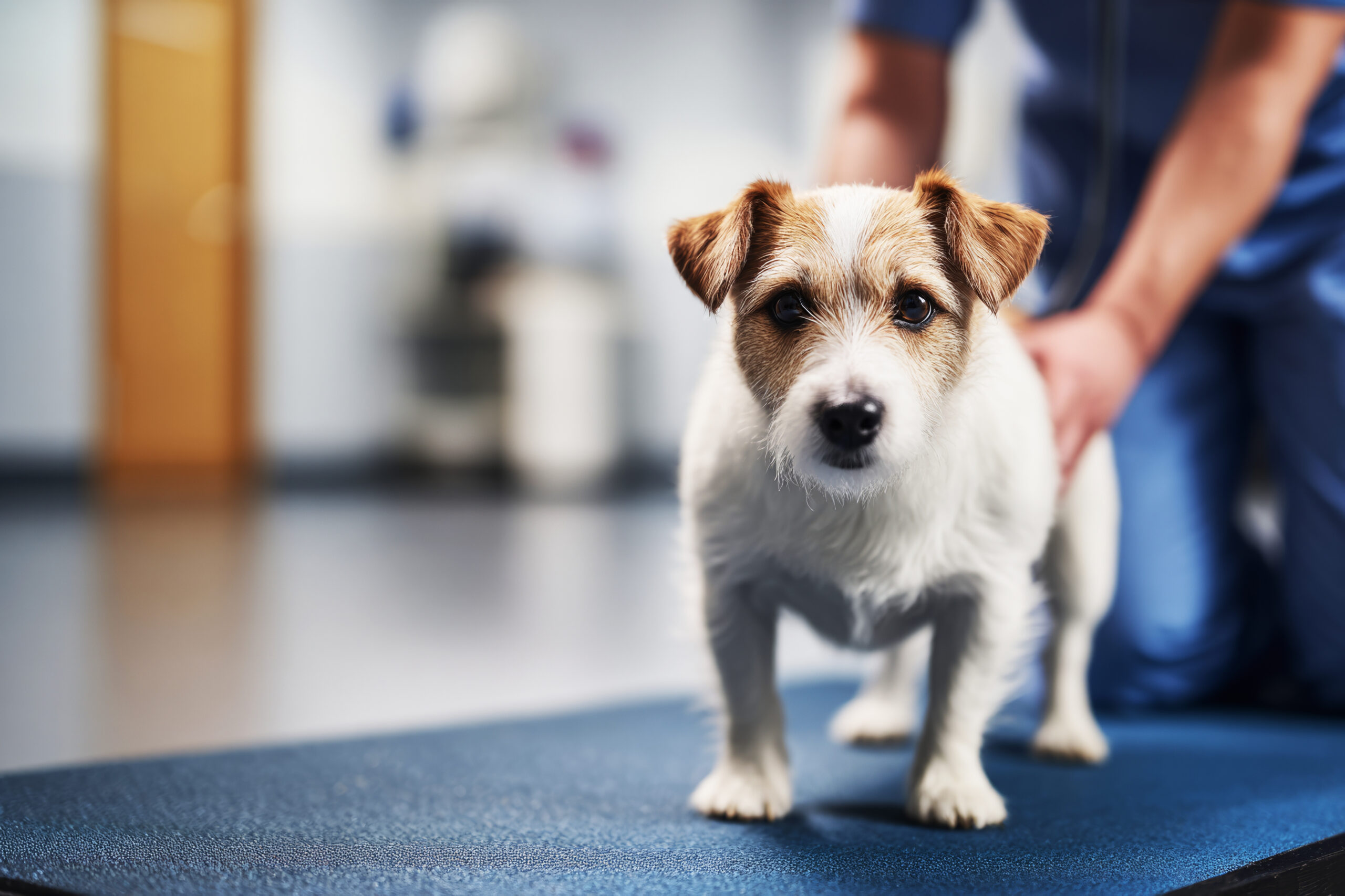 The Benefits of Pet Enrichment: Keeping Your Pet Engaged and Healthy